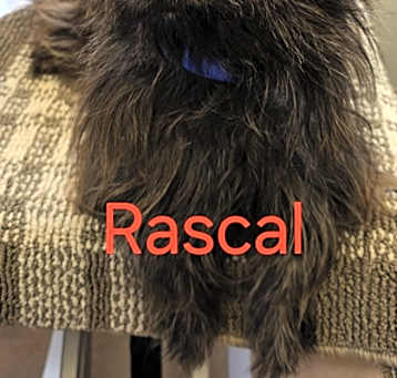 Photo of Rascal