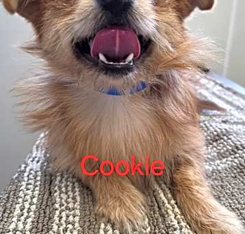 Photo of Cookie