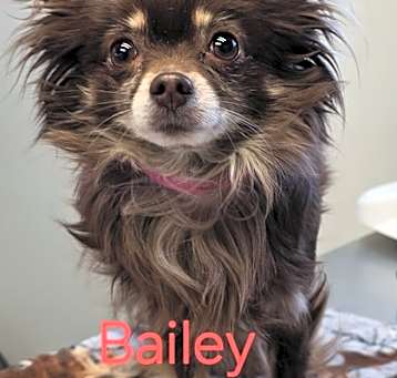 Photo of Bailey