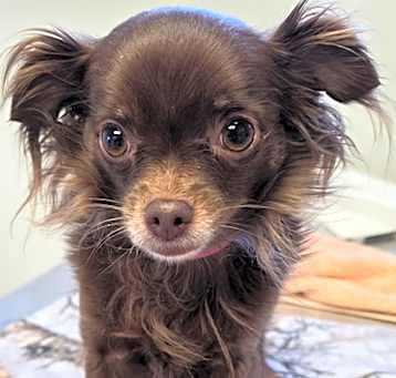 Photo of Bella