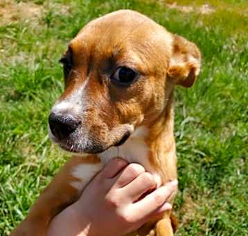 Photo of Dixie