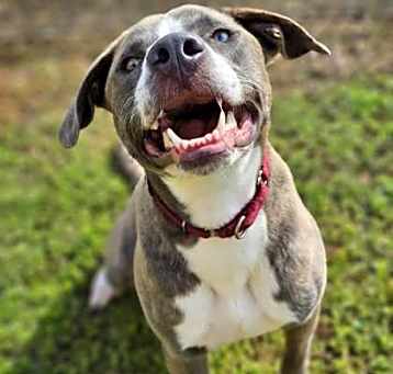 Photo of Stella