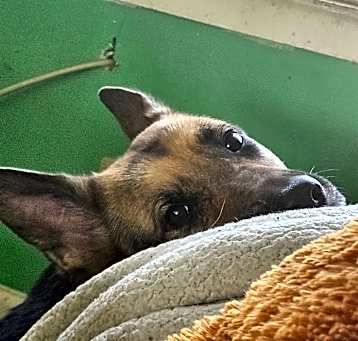 Photo of Zelda