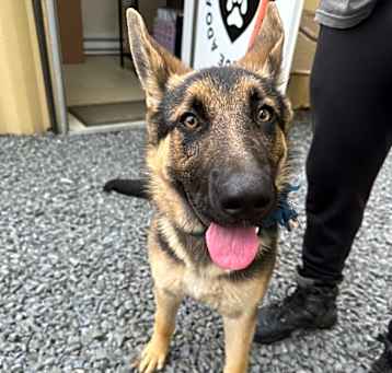 Photo of Stella