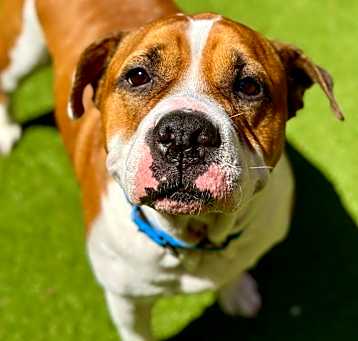 Photo of Tyson