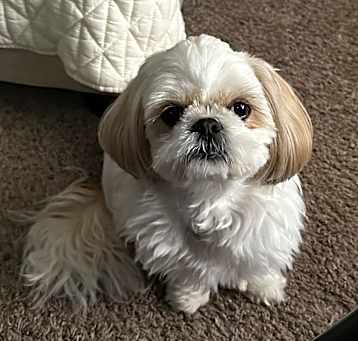 Photo of Coco