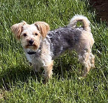 Photo of Toby