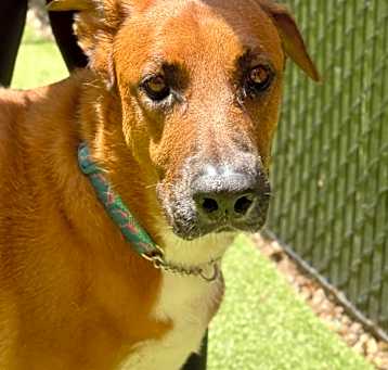 Photo of Clifford