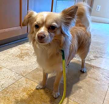 Photo of Milo
