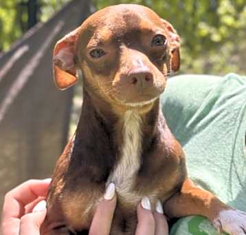 Photo of Peanut