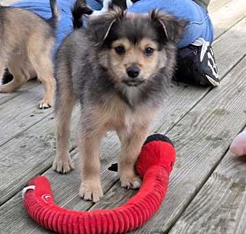 Photo of Teddy