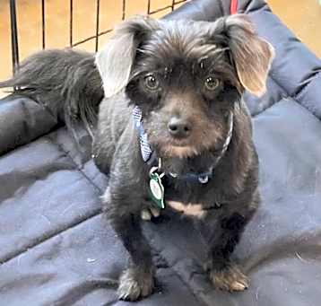 Photo of Tater Tot (Dallas)