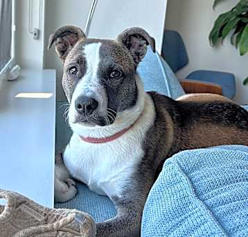 Photo of Koda