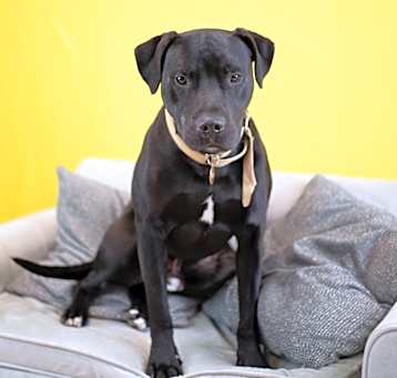 Photo of Captain