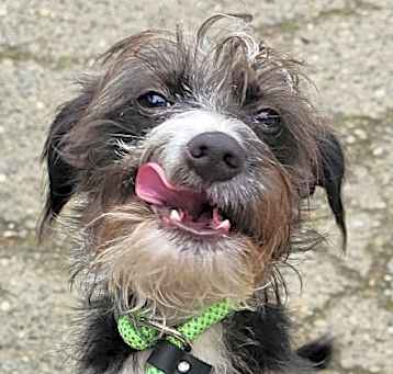 Photo of Duncan