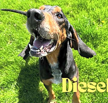 Photo of Diesel