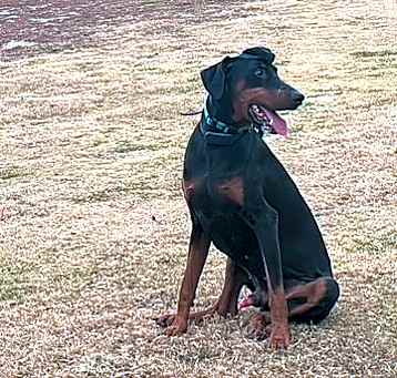 Photo of Phoenix