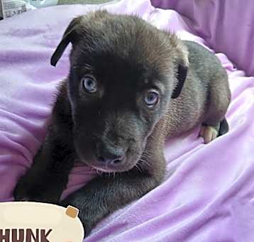Photo of Chunk