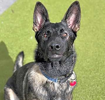 Photo of Zeus (FOSTERED IN MA)