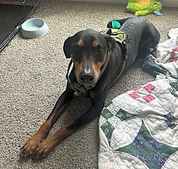 Photo of Hansel