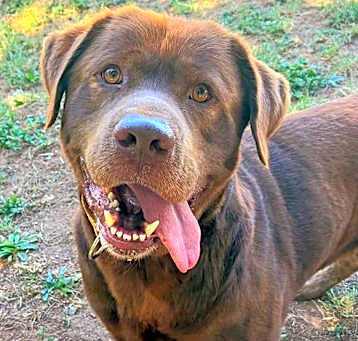 Photo of *CHARLIE