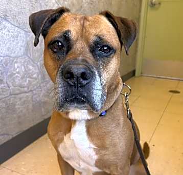 Photo of Bruiser