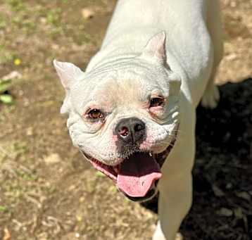 Photo of Beau (Lowrider!)