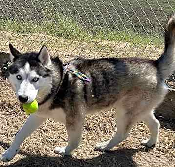 Photo of BALTO