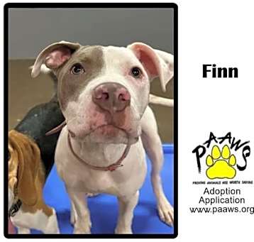 Photo of Finn