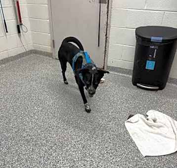 Photo of Blue