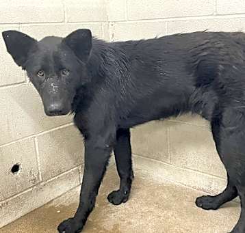 Photo of SMOKEY