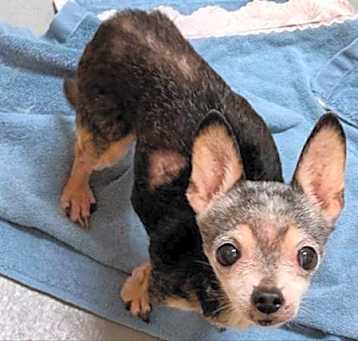 Photo of Bo