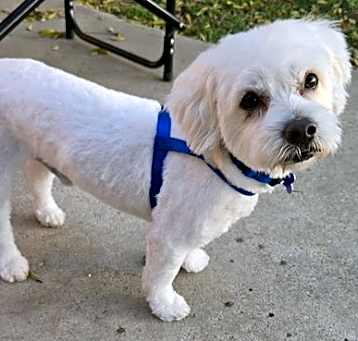 Photo of Snoopy
