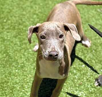 Photo of Clarabelle