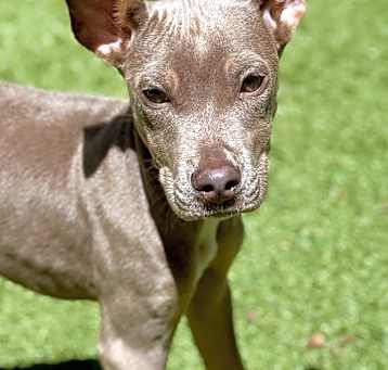 Photo of Adora