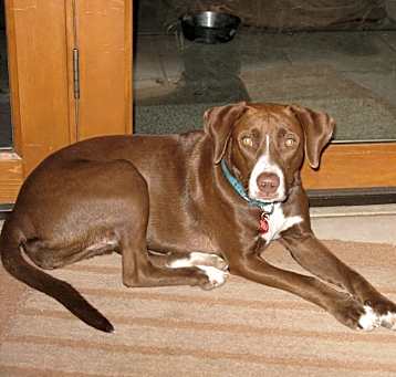 Photo of Chaco