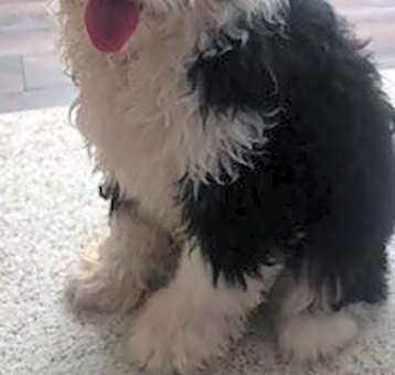 Photo of Gus