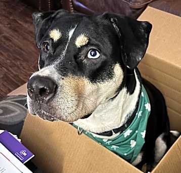 Photo of Trixie