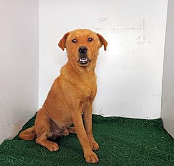 Photo of Rosco