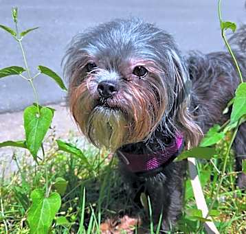 Photo of Hershey