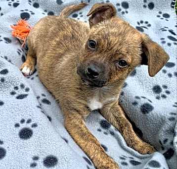 Photo of Pringle - *Available by Appointment* Chino Hills Location