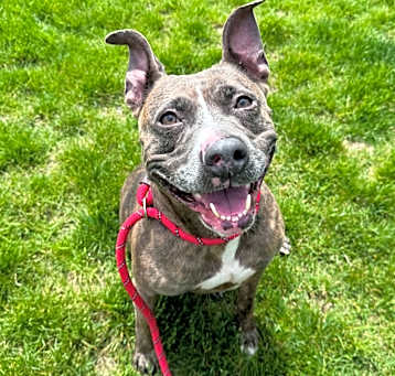 Photo of Gypsy