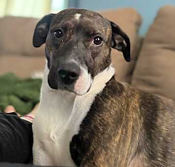 Photo of Willow