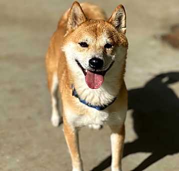 Photo of Kobe