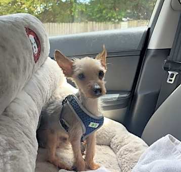 Photo of Nibblet