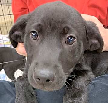 Photo of Noah Puppy