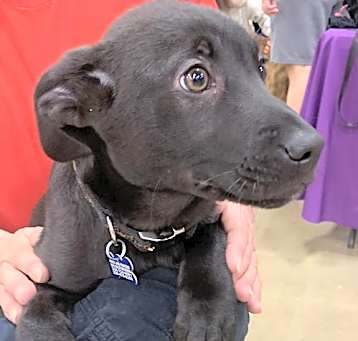 Photo of Nick Puppy