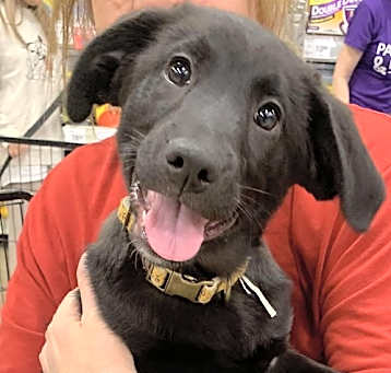 Photo of Nathan Puppy/pending adoption