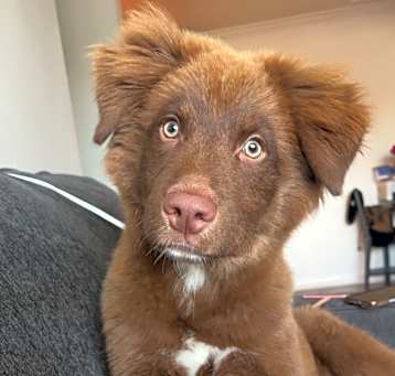 Photo of Max