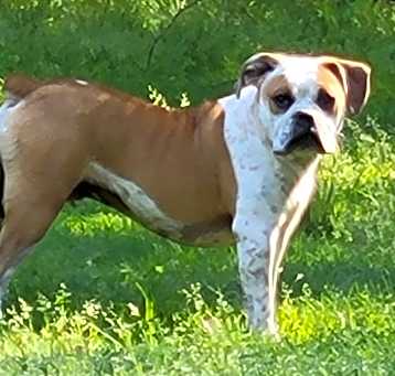 Photo of Baxter